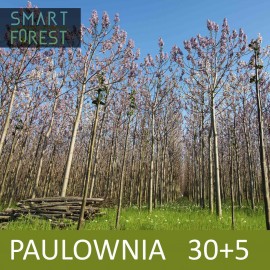 30+5 Paulownia Trees