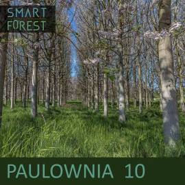10 Paulownia Trees